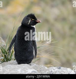 Ein Rockhopper Penguin thront auf einem Felsen mit Tussock-Gras im Hintergrund Stockfoto