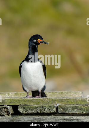 Gesteinshag (Leucocarbo magellanicus), auch bekannt als Magellanischer Kormoran Stockfoto