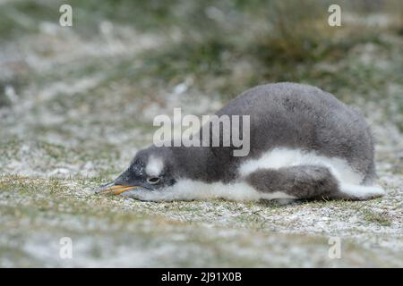 Gentoo Penguin Küken Stockfoto