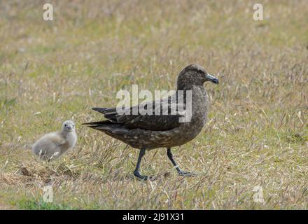 Falkland Skua (Catharacta Antarctica) Stockfoto