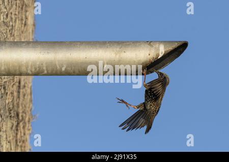 European Starling tritt in die Röhre ein Stockfoto