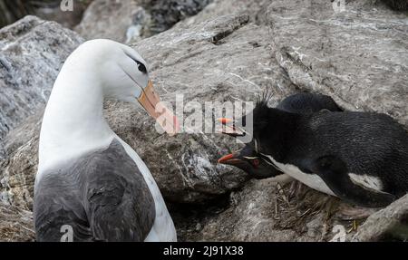 Schwarzbrauen-Albatros und Rockhopper-Pinguine zankt sich Stockfoto