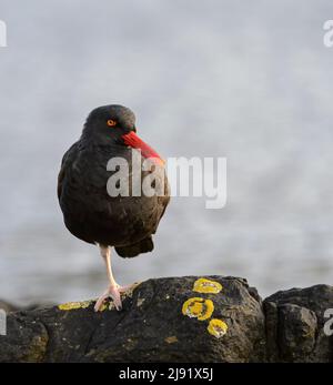 Schwarzer Austernfischer (Haematopus ater) Stockfoto