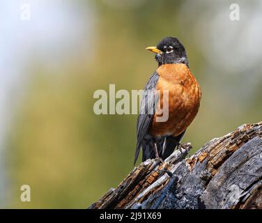 American Robin thronte nach links Stockfoto