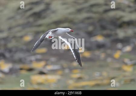 Erwachsenen Kelp Möwe im Flug Stockfoto