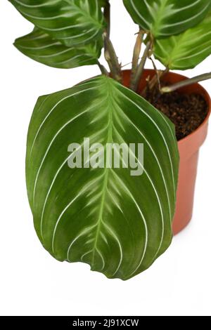 Blatt der exotischen 'Maranta Leuconeura Cat Moustache'-Zimmerpflanze auf weißem Hintergrund Stockfoto