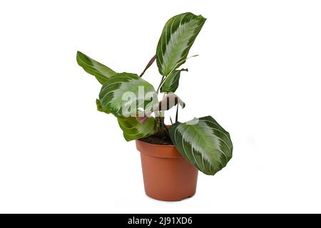 Exotische Zimmerpflanze „Maranta Leuconeura Silver Band“ in Blumentopf auf weißem Hintergrund Stockfoto