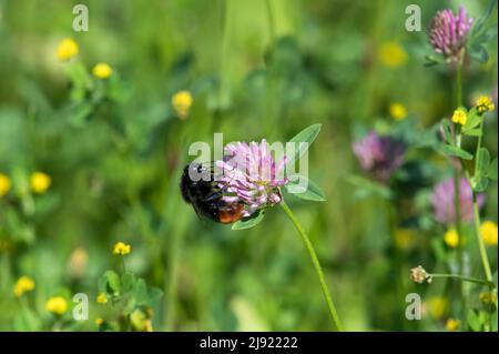 Rotschwanzhummel (Bombus lapidarius) trinkender Nektar, Weibchen, Rotklee (Trifolium pratense), Kanton Solothurn, Schweiz Stockfoto