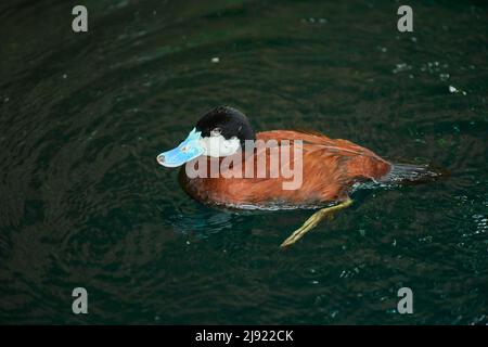 Ruddyente (Oxyura jamaicensis), schwimmend auf einem See, Bayern, Deutschland Stockfoto