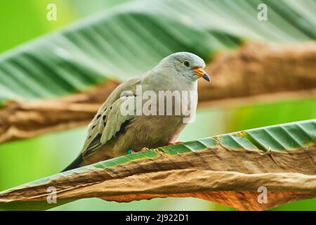 Quakende Erdtaube (Columbina cruziana), gefangen, Deutschland Stockfoto