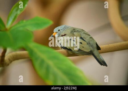 Quakende Erdtaube (Columbina cruziana), gefangen, Deutschland Stockfoto