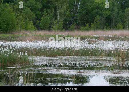 Gewöhnliches Baumwollgras (Eriophorum angustifolium) in einem Moor, Emsland, Niedersachsen, Deutschland Stockfoto
