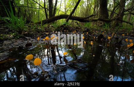 Marschkappenpilz (Mitrula paludosa), großer Stand im sumpfigen Laubwald, Hilden, Deutschland Stockfoto