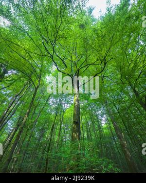 Der Habichtswald ist Teil der Osnabrücker Berge, Blick in die Baumkronen im Frühjahr, Laubmischwald, Nordrhein-Westfalen, Deutschland Stockfoto