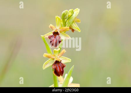Frühe Spinnenorchidee (Ophrys sphegodes), zwei Blüten, Neusiedlersee, Burgenland, Österreich Stockfoto