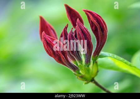 Geschlossene Blume von Azaleen (Azaleen), orange, Baden-Württemberg, Deutschland Stockfoto