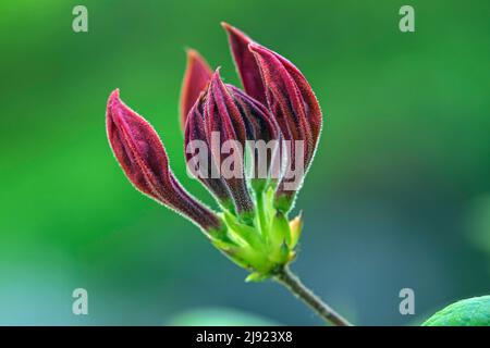 Geschlossene Blume von Azaleen (Azaleen), orange, Baden-Württemberg, Deutschland Stockfoto