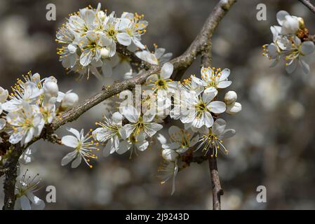 Blüten der mexikanischen Pflaume (Prunus Mexicana), Bayern, Deutschland Stockfoto