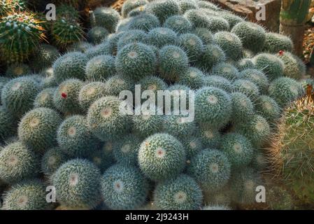 Doppelstachelkaktus (Mammillaria geminispina), Botanischer Garten, Erlangen, Mittelfranken, Bayern, Deutschland Stockfoto