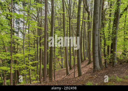 Buchenwald (Fagus) im Frühjahr, Bayern, Deutschland Stockfoto