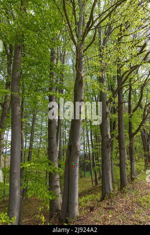 Buchenwald (Fagus) im Frühjahr, Bayern, Deutschland Stockfoto