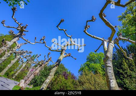 Allee mit beschnitzten Platanen (Platanus), Insel Mainau, Bodensee, Baden-Württemberg, Deutschland Stockfoto