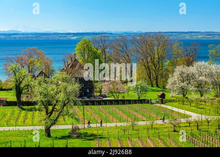 Hagnau am Bodensee im Frühjahr, Baden-Württemberg, Deutschland, Hagnau, Bodensee, Baden-Württemberg, Deutschland Stockfoto