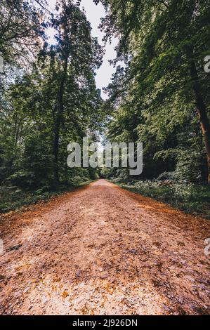 Wanderweg im Wald im Deister bei Hannover, Wennigsen, Niedersachsen, Deutschland Stockfoto