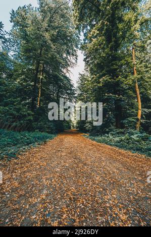 Wanderweg im Wald im Deister bei Hannover, Wennigsen, Niedersachsen, Deutschland Stockfoto