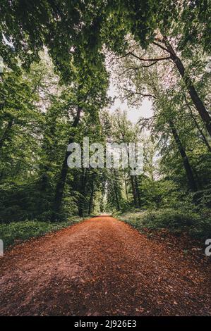 Wanderweg im Wald im Deister bei Hannover, Wennigsen, Niedersachsen, Deutschland Stockfoto
