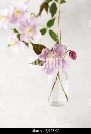 Originelle, saisonale, romantische Blumendekoration in Form einer Minivase und rosa Clematis-Blumensträuße, die an der hellen Wand hängen. Stockfoto