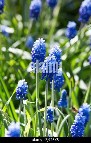 Blaue Muscari-Blüten aus nächster Nähe. Eine Gruppe von Traubenhyazinthe (Muscari armeniacum), die im Frühling blüht Stockfoto