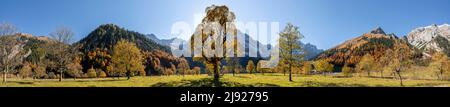 Panorama, Karwendel und großer Ahornwald im Herbst, gelber Bergahorn, Risstal in der eng, Tirol, Österreich Stockfoto