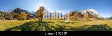 Panorama, Karwendel und großer Ahornwald im Herbst, gelber Bergahorn, Risstal in der eng, Tirol, Österreich Stockfoto