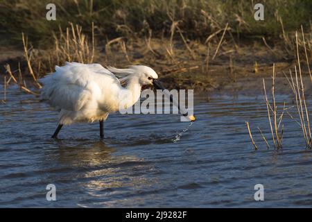 Eurasischer Löffler (Platalea leucorodia), Vogeljagd für Erwachsene, Texel, Nordholland, Niederlande Stockfoto