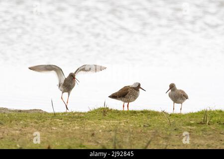 Rotschenkel (Tringa totanus) während der Balz, Texel, Nordholland, Niederlande Stockfoto