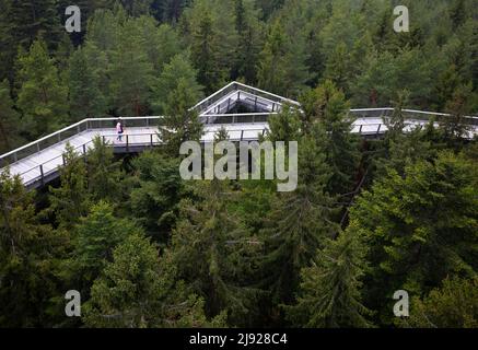 Baumwipfel, Lipno nad Vltavou, Südböhmen, Böhmen, Tschechische Republik Stockfoto