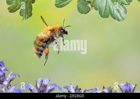 Gemeine Carderbiene (Bombus pascuorum), im Flug, Highspeed-Naturfoto, über schleichend blauem Knäuel (Ajuga reptans), Siegerland, Nord Stockfoto