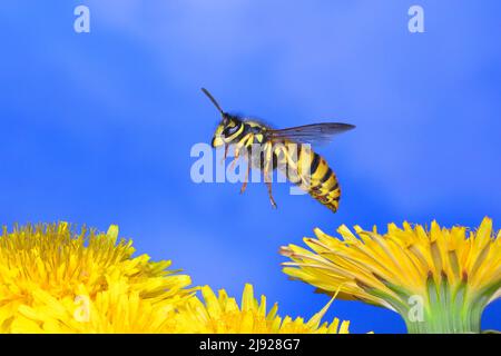 Deutsche Wespe (Vespula germanica), im Flug, Highspeed-Naturfoto, über gemeinem Lötenzapfen (Taraxacum sect. Ruderalia), Siegerland, Nord Stockfoto