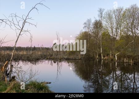 Blick über das Schwenninger Moos, Villingen-Schwenningen, Kreis Schwarzwald-Baar, Baden-Württemberg Stockfoto