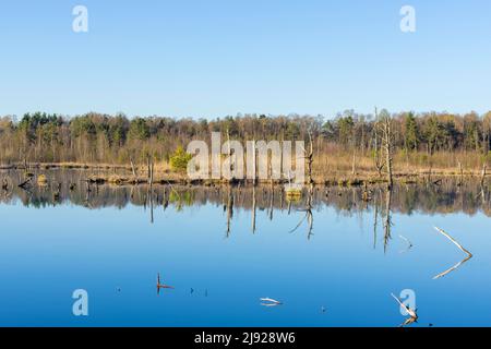 Blick über das Schwenninger Moos, Neckarquelle, Villingen-Schwenningen, Schwarzwald-Baarkreis, Baden-Württemberg Stockfoto