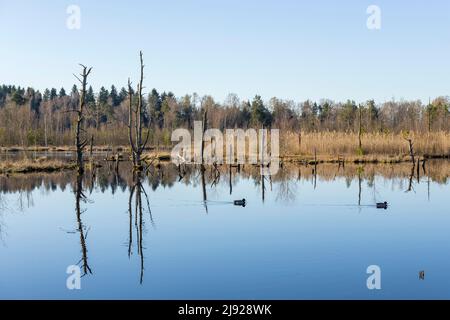 Blick über das Schwenninger Moos, Neckarquelle, Villingen-Schwenningen, Schwarzwald-Baarkreis, Baden-Württemberg Stockfoto