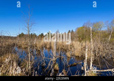 Blick über das Schwenninger Moos, Villingen-Schwenningen, Kreis Schwarzwald-Baar, Baden-Württemberg Stockfoto