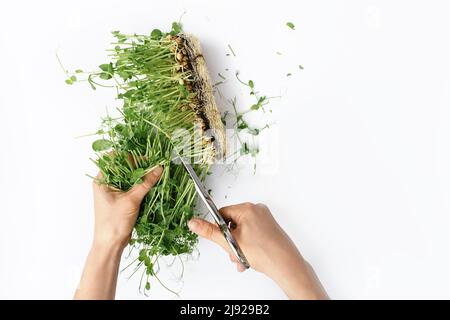 Weibliche Hände schneiden mit einer Metallschere auf weißem Hintergrund Sprossen aus grünen mikrogrünen Erbsen aus Samen und Wurzeln. Das Konzept der veganen und gesunden eati Stockfoto