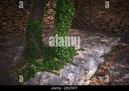 Ivy im Waschraum, Village des Bories, Dorf der Steinhütten, Freilichtmuseum, Gordes, Vaucluse, Provence-Alpes-Cote d'Azur, Frankreich Stockfoto