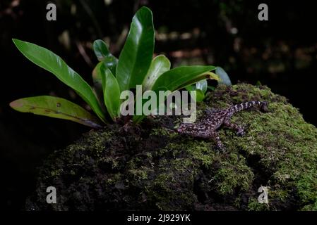 Großkopfgecko der Gattung (paroedura oviceps) in den Regenwäldern des Montagne d Ambre National Park im Norden Madagaskars Stockfoto