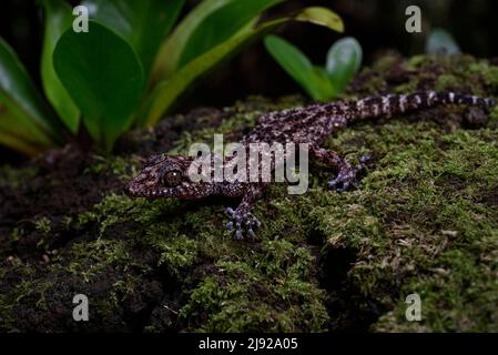 Großkopfgecko der Gattung (paroedura oviceps) in den Regenwäldern des Montagne d Ambre National Park im Norden Madagaskars Stockfoto