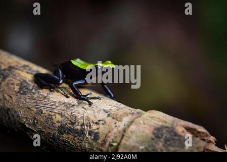 Bunte Frösche der kletternden Mantella (Mantella laevigata) in den Regenwäldern des Marojejy National Park, im Nordosten Madagaskars Stockfoto