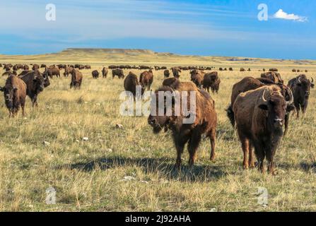 büffelherde (Bison) auf Präriefarm in der Nähe von Choteau, montana Stockfoto