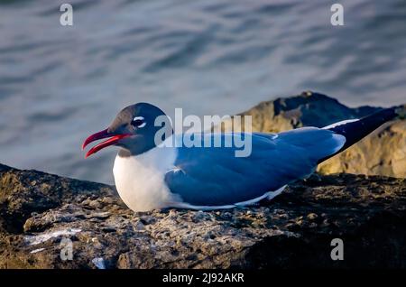 Eine lachende Möwe (Leucophaeus atricilla) in einer Zuchthose, die kühl bleiben soll, 28. April 2022 in Dauphin Island, Alabama. Stockfoto